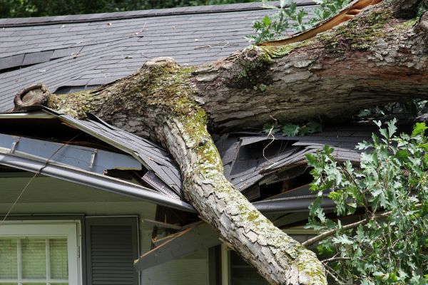 Cost of Storm Remediation in Lapeer